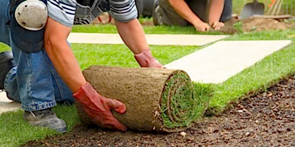 RULO ÇİM UYGULAMASI